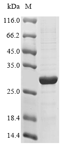 Human IL20RB protein
