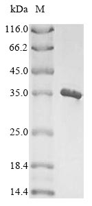 Bacteria icaB protein