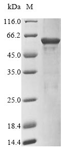 Human ASTL protein