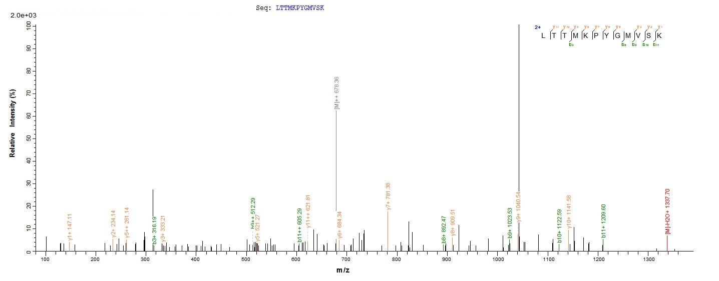 Virus M protein