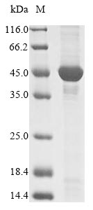 Bacteria disA protein