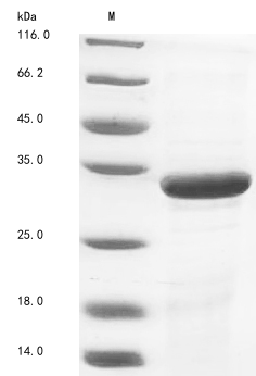 Virus VP40 protein