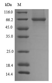 Mouse Dlat protein