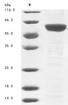 Mouse Dock8 protein