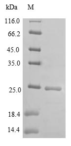Mouse Dock8 protein