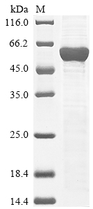 Mouse Lgi3 protein