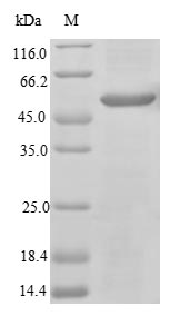 Mouse Il31ra protein