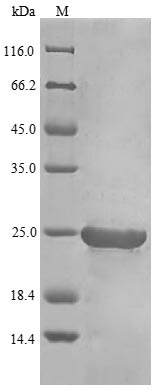 Gallus IFN beta protein
