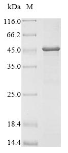 Mouse Pla2g15 protein