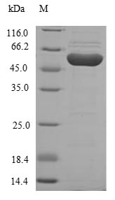 Human HGD protein