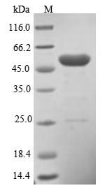 Human PHLDA1 protein