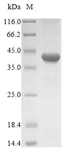 Human TXNDC5 protein
