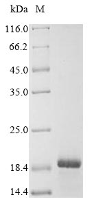 Human ADAMTS18 protein