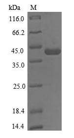 Human SH3YL1 protein