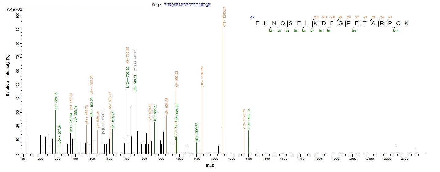 Rat Sost protein