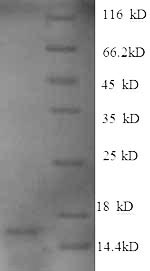Human GDF15 protein