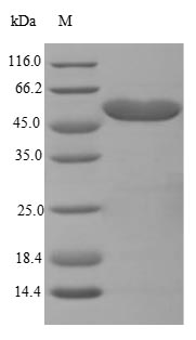 Mouse Hadhb protein