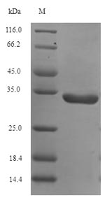 Human PARK7 protein