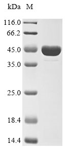 Human DIABLO protein