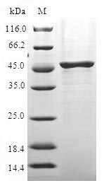 Human IL37 protein