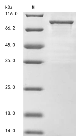 Human SMURF2 protein