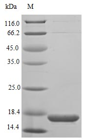 Mouse Ecel1 protein