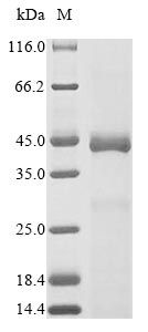 Mouse Htra1 protein
