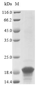 Bacteria KMP-11 protein