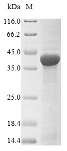 Bacteria tbp1 protein