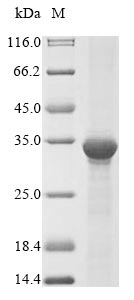 Human AK3 protein