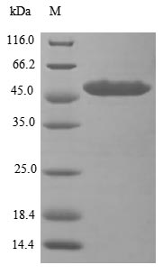 Human DHX33 protein