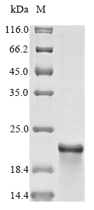 Human MAP1LC3C protein