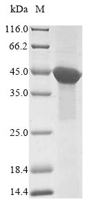 Human ACTL8 protein