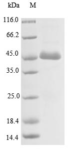 Human ACTL8 protein