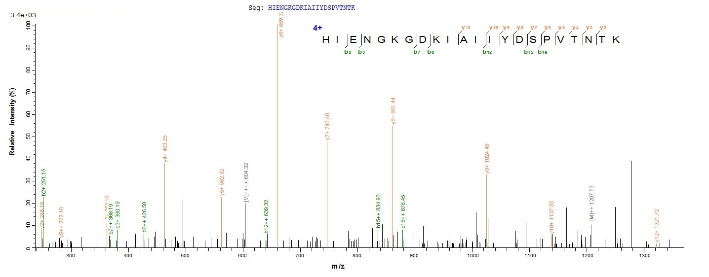 Human ACSS3 protein