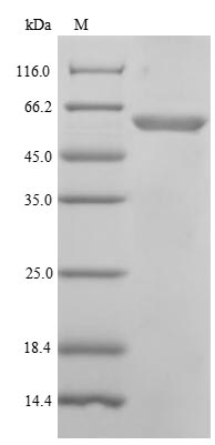 Human POLM protein