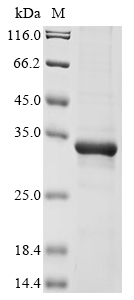 Human METRN protein
