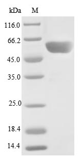 Human PPP2R2C protein