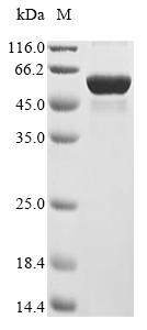 Human ZBTB32 protein