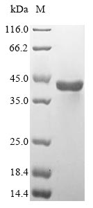 Human ASPA protein
