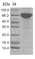 Human CD38 protein
