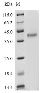 Human CD81 protein