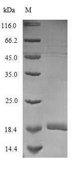 Mouse Cr2 protein
