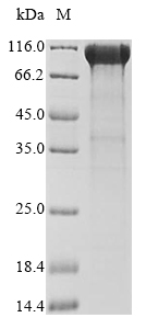 Human CSPG4 protein