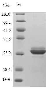 Human GH1 protein