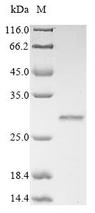 Rat Gremlin 1 protein