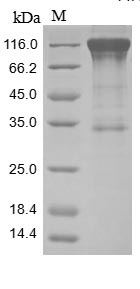 Human c-Kit protein