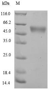 Human KLRK1 protein
