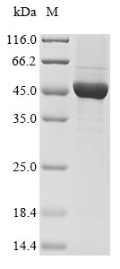 Human KRT18 protein
