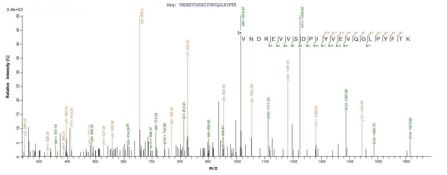 Rat Mertk protein